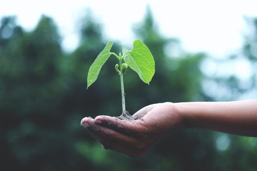 Experience planten: De kunst van groen in huis