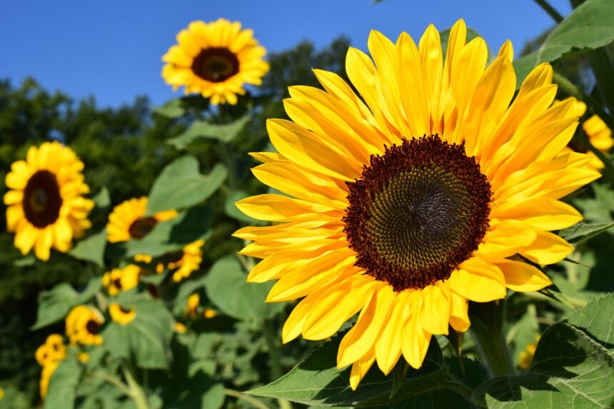 Het beste beregeningssysteem kiezen voor jouw tuin